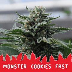 Monster Cookies Fast, Фасовка: 10